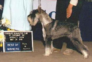 Oregonized glory best sale standard schnauzers